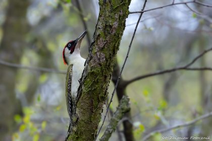 Dzi臋cio艂 zielony