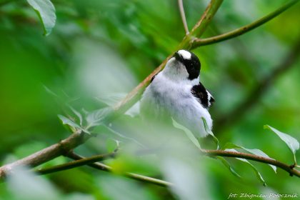 Muchołówka białoszyja